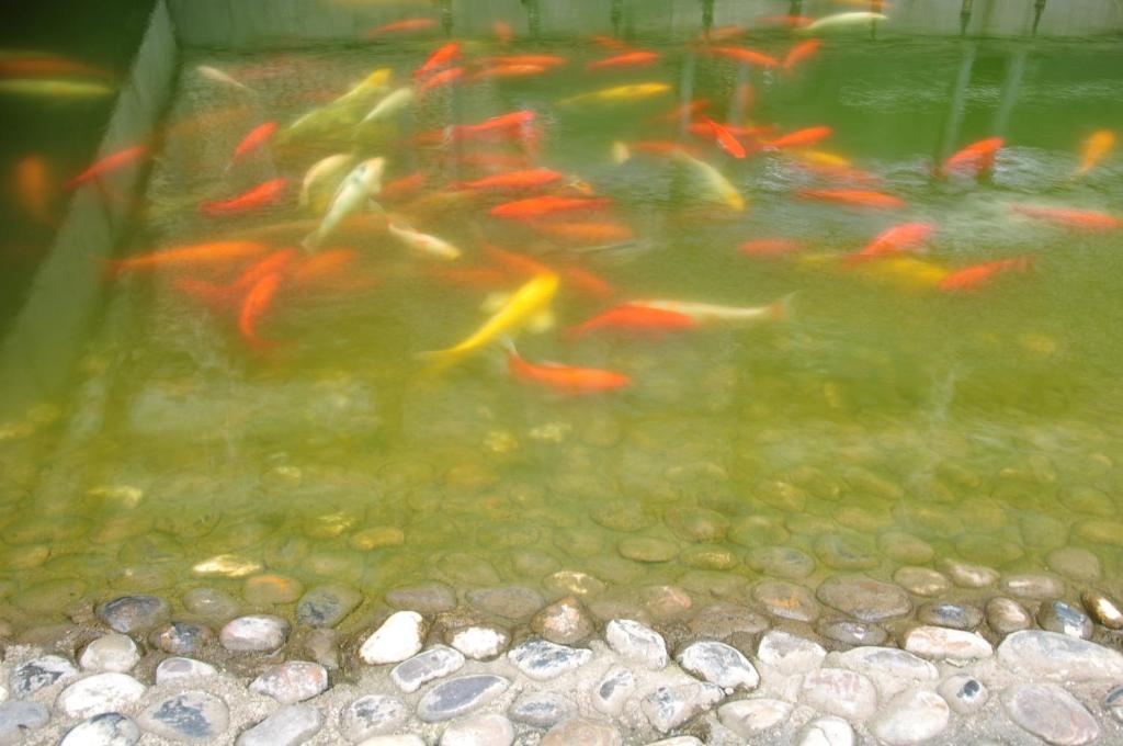 Noahs Hotel Suzhou Su-čou Pokoj fotografie